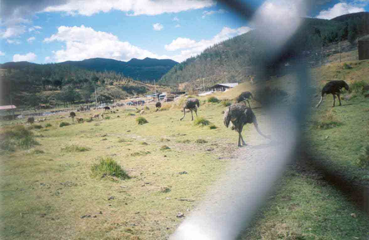 Avestruces, aclimatadas en la Granja Porc�n.