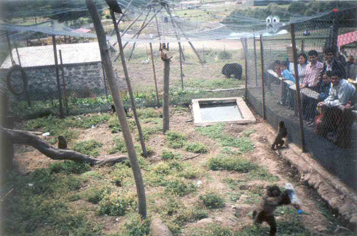 Los monos cari�osos, mostrando sus muecas a los visitantes.