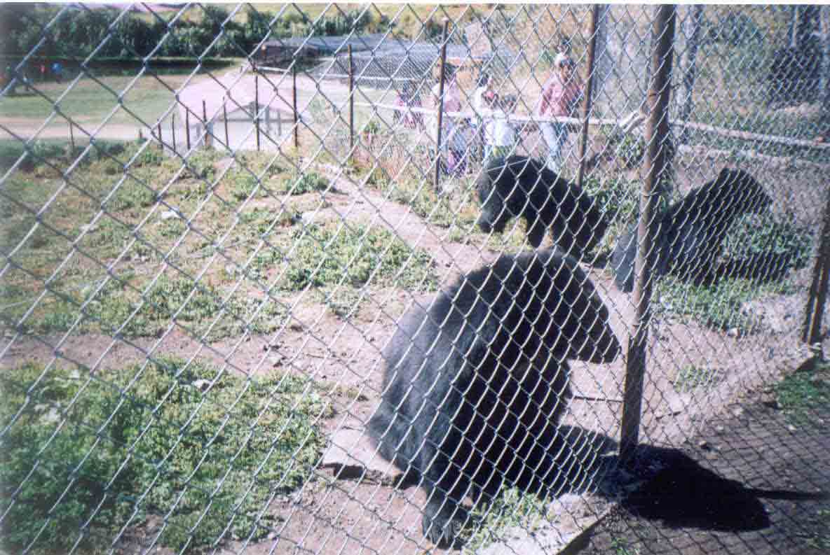 Conjunto de osos, protegidos por la malla met�lica.