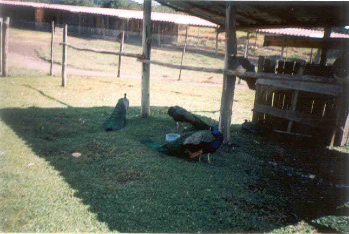 Pavos reales, descansando en la sombra de su galp�n.
