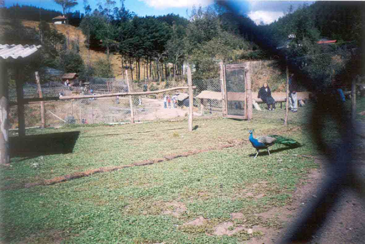 Pavo real, con su vistoso pumaje.